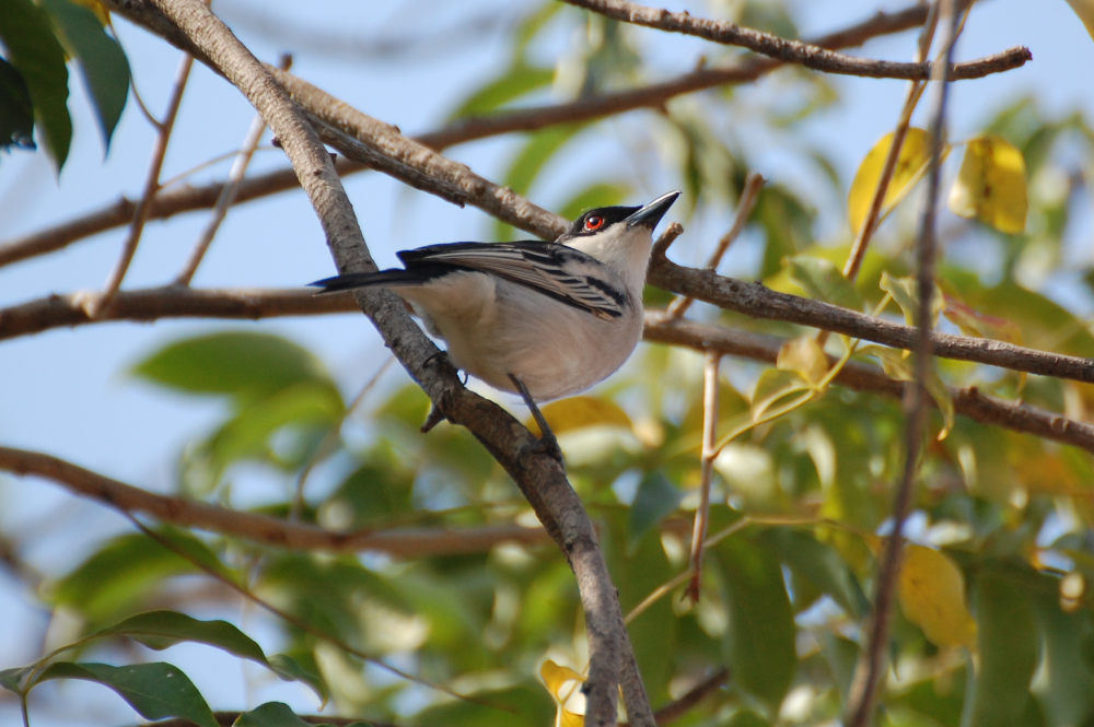 dal Sud Africa: black-backed puffback (Dryoscopus cubla)